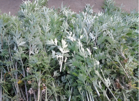 華展貓先生，端午節，垃圾分類